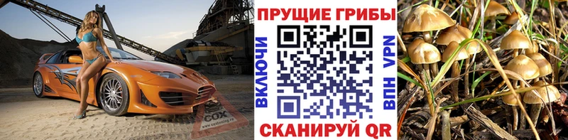 Псилоцибиновые грибы Psilocybine cubensis Полярные Зори